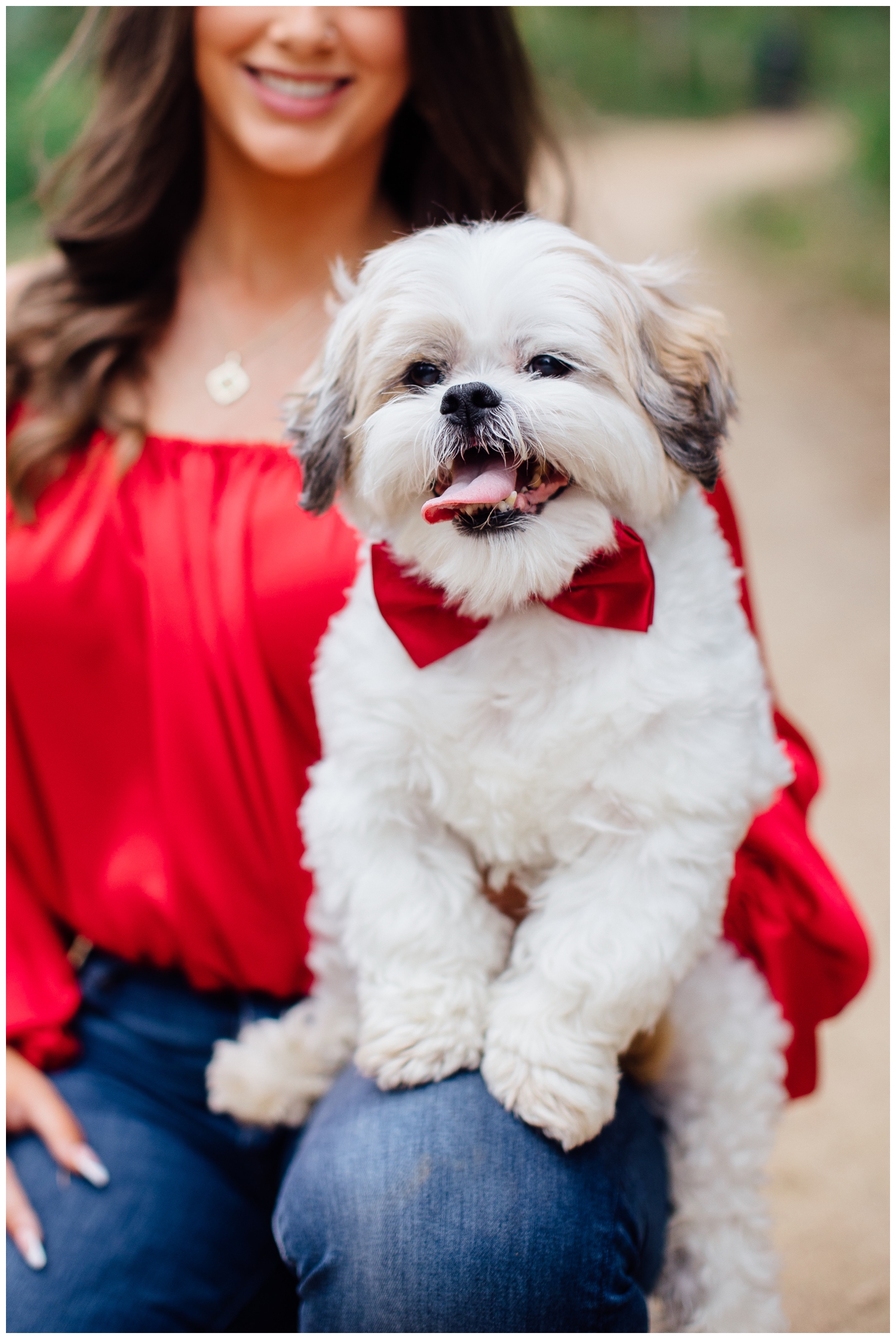 closeup image of white dog with red bowtie